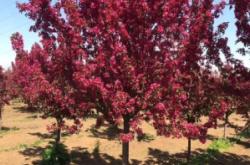 赤峰紅楓花卉市場地址電話號碼