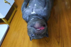 赤峰惡霸犬基地電話號(hào)碼查詢