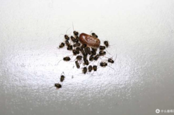 赤峰市消滅蟑螂的電話是多少號