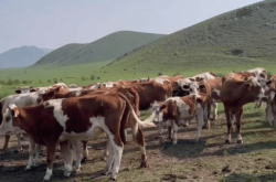 阿魯科爾沁旗牛市場