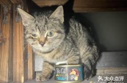 赤峰收養(yǎng)小貓電話號(hào)碼是多少號(hào)