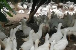 赤峰櫻桃谷種鴨基地電話號碼