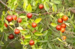 赤峰附近有收酸棗的嗎電話號(hào)碼