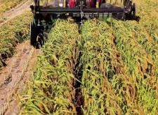 赤峰收購曲麻菜電話號碼是多少