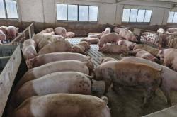 赤峰寧城新希望養(yǎng)豬場電話號碼