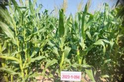 赤峰玉米放片機廠家電話號碼