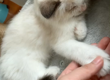 赤峰寵物店領(lǐng)養(yǎng)貓咪電話號碼