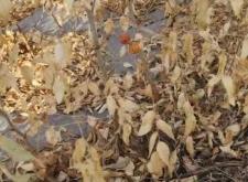 赤峰苗醫(yī)泡腳店地址電話號碼