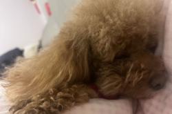 赤峰尋貓團(tuán)隊(duì)招聘電話是多少號(hào)