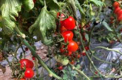 赤峰賣(mài)連枝圣女果電話號(hào)碼多少