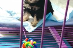 赤峰本地寵物狗售賣(mài)店電話號(hào)碼