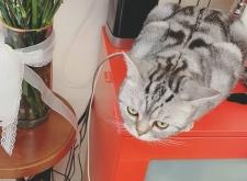 赤峰尋找虎斑貓電話號(hào)碼查詢