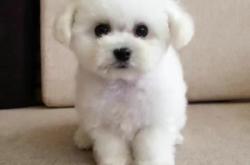 赤峰回收比熊的地方電話(huà)號(hào)碼