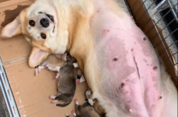 赤峰尋找柯基犬基地電話(huà)號(hào)碼