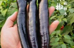 赤峰尖椒種子公司電話號(hào)碼