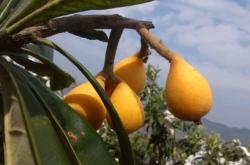 赤峰市琵琶收費(fèi)站電話號(hào)碼