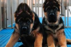 赤峰正規(guī)狗舍電話多少啊