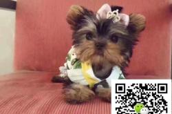 赤峰出售寵物狗電話號碼是多少