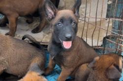 赤峰馬犬犬舍基地電話號(hào)碼