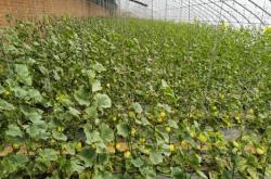 赤峰賈海采摘園電話號(hào)碼查詢