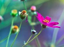 赤峰市唯美鮮花店電話號碼