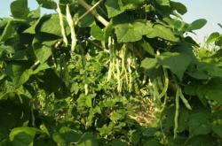 赤峰小蘿卜營地電話號碼查詢