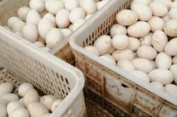 赤峰出售鵝蛋廠家電話號碼多少