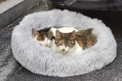 赤峰有收養(yǎng)流浪貓的地方嗎