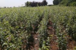 赤峰李子多肉基地