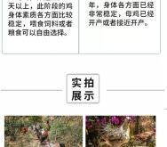 赤峰市鴨苗孵化場(chǎng)電話號(hào)碼