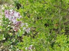 赤峰綠豆粉廠家電話(huà)多少號(hào)