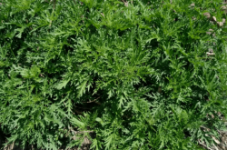 赤峰山野菜館電話號碼查詢