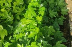 赤峰小盆馬鞭草出售電話地址