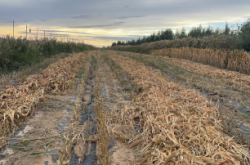 赤峰洪祥小米專賣店電話號(hào)碼