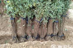 赤峰刺槐苗廠家電話號(hào)碼查詢