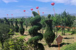 赤峰七彩游樂園電話號碼