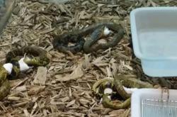 赤峰寵物錦蛇養(yǎng)殖廠電話號碼