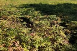 赤峰刺嫩芽苗供應(yīng)商電話號碼