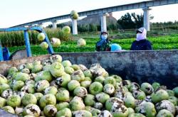 赤峰芥菜櫻子種植基地電話號(hào)碼