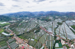 赤峰農(nóng)業(yè)大棚施工隊(duì)電話號碼