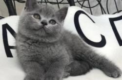 赤峰繁育貓舍地址查詢電話號碼