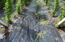 赤峰蒼術(shù)防草布廠家電話(huà)號(hào)碼