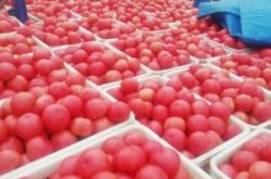 赤峰柿子火鍋店電話號碼多少