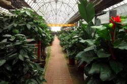 赤峰盆栽鮮花基地電話地址查詢