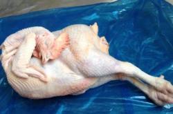 赤峰冷凍老母雞批發(fā)電話號碼