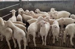 赤峰大北農(nóng)羊飼料廠電話號(hào)碼