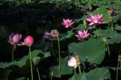 赤峰老奶奶賣荷包蛋電話號碼