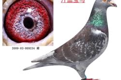 赤峰劉建東鴿舍地址電話號(hào)碼