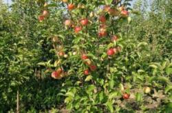 赤峰防腐木苗廠家電話號碼