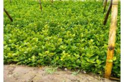 赤峰冬青樹(shù)苗商家電話號(hào)碼